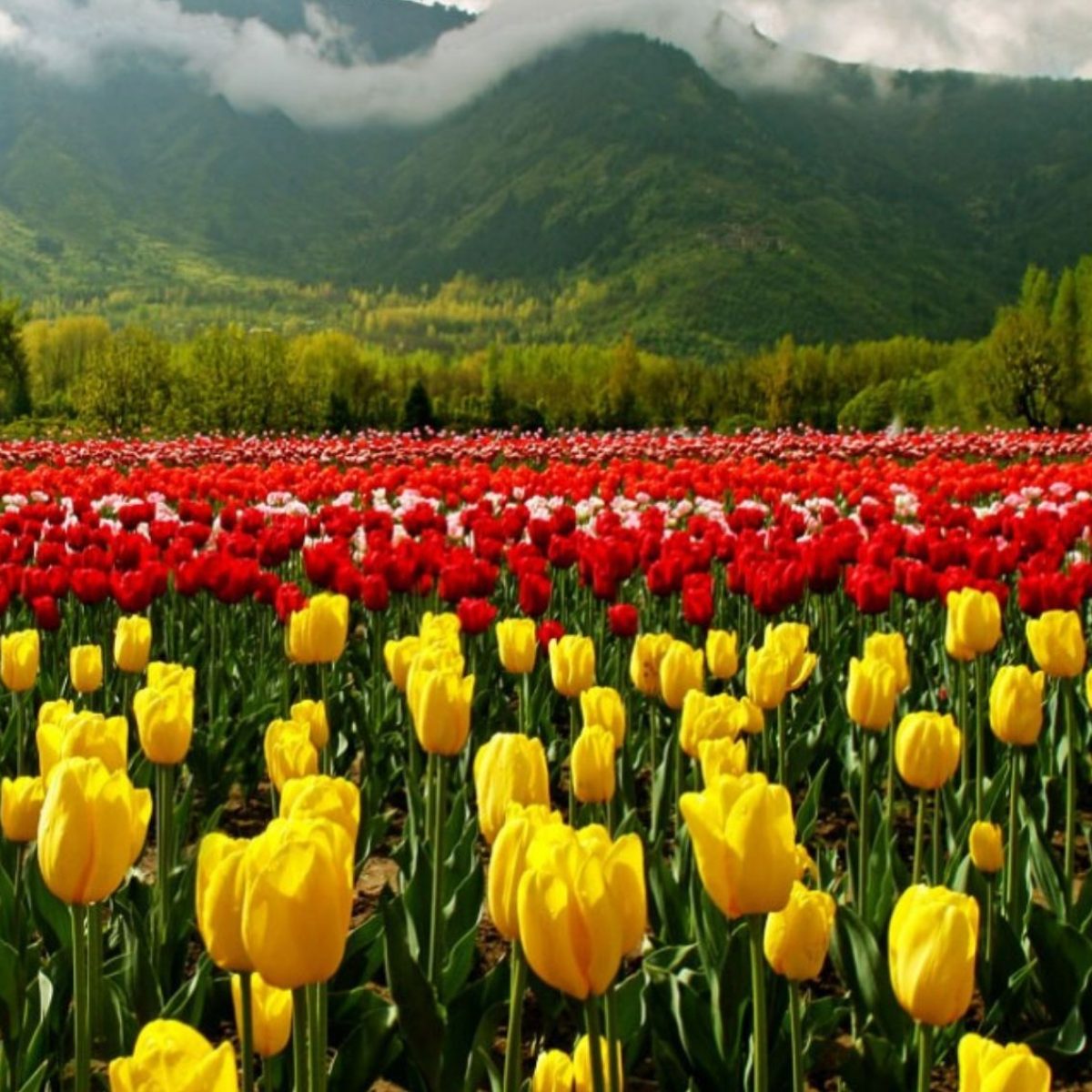 tulip garden